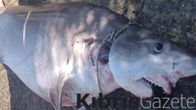 Taşkent Doğa Parkı, bu sabah öldürülen köpek balığının insanlar için zararsız olduğunu açıkladı 6 taskent doga parki bu sabah oldurulen kopek baliginin insanlar icin zararsiz oldugunu acikladi fNVbSXQB