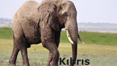 taylandda aci olum fil sahibini ezdi Cty1Dluu