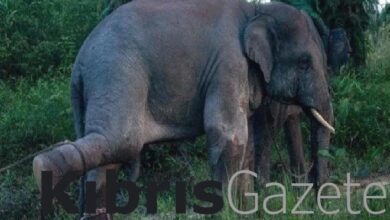 Tayland’da dilendirilen fil sahibini ezdi! 1 taylandda dilendirilen fil sahibini ezdi CKFhOqTs