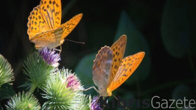 Yapay zeka ile çevre sorunlarının çözümü kolaylaşabilir 1 yapay zeka ile cevre sorunlarinin cozumu kolaylasabilir 48b6CBCG