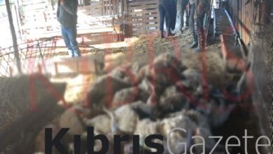 Yeşilköy’de Başıboş köpekler 35 küçük baş hayvanı telef etti 6 yesilkoyde basibos kopekler 35 kucuk bas hayvani telef etti YcMP8HWF