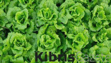 yesillik fiyatlari yukselecek ilk kez marul ithal edilecek vuzTXxkx