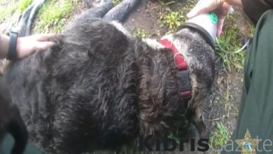 ABD’de yanan evde mahsur kalan 2 köpek, ilk yardımla kurtarıldı 9 abdde yanan evde mahsur kalan 2 kopek ilk yardimla kurtarildi nUwVJXgu