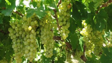 Bir üzüm ve iki de incir tipi tescillendi 1 bir uzum ve iki de incir tipi tescillendi A7DRprnY