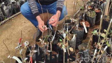 bitkilerde cogaltma ve asilama teknikleri konusunda uygulamali egitimler verilecek gr4FNwxQ