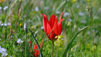 Biyologlar Derneği: Doğa katliamı yapan müsteşar görevinden alınmalıdır 9 biyologlar dernegi doga katliami yapan mustesar gorevinden alinmalidir j2Z25Shu