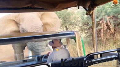 guney afrikada fil turistlerle dolu safari aracina saldirdi UX56Cdbh