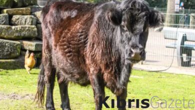 Hollanda'da hayvanat bahçesindeki ineğe tecavüz etti 1 hollandada hayvanat bahcesindeki inege tecavuz etti kKrOyJeW