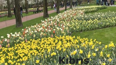 Hollanda'da Keukenhof lale bahçesi ziyarete açıldı 1 hollandada keukenhof lale bahcesi ziyarete acildi w1yqYJ2U