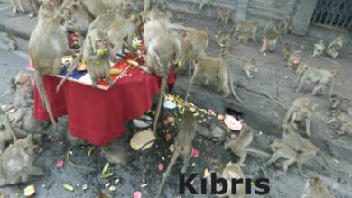Tayland'da şehri istila eden maymunlar toplatılıyor 10 taylandda sehri istila eden maymunlar toplatiliyor HDN8JA9y