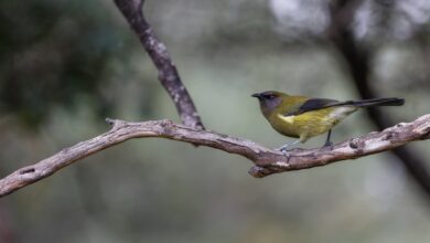 Endemik Canlılar: Kıbrıs'a Özgü Denizaltı Türleri 3 uploaded image endemik canlilar kibrisa ozgu denizalti turleri 1711848527637