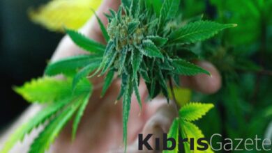 Almanya, keyif amaçlı uyuşturucuyu yasallaştıran en büyük AB ülkesi oldu 3 almanya keyif amacli uyusturucuyu yasallastiran en buyuk ab ulkesi oldu iimy3vjP