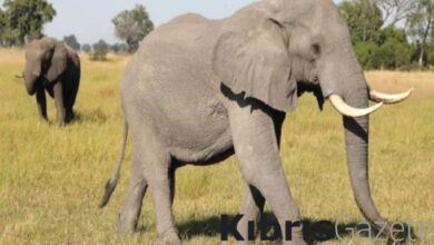 Botsvana'dan Almanya'ya görülmemiş tehdit: 20 bin fil göndeririz 7 botsvanadan almanyaya gorulmemis tehdit 20 bin fil gondeririz PCUleqyX