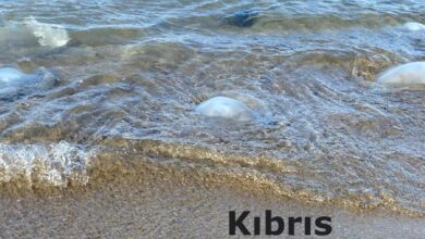 Denizanalarında ‘dönemsel artış’ 7 denizanalarinda donemsel artis VAIwC4wC