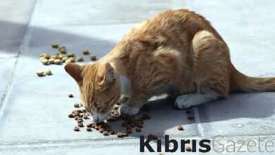 Fransa'da evde 159 kedi besleyen çifte evcil hayvan besleme yasağı 3 fransada evde 159 kedi besleyen cifte evcil hayvan besleme yasagi 8eyCPDAJ