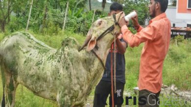 Hindistan'da salgın hastalık alarmı: İnek ölümlerini araştırıyorlar 1 hindistanda salgin hastalik alarmi inek olumlerini arastiriyorlar aMu6dkif