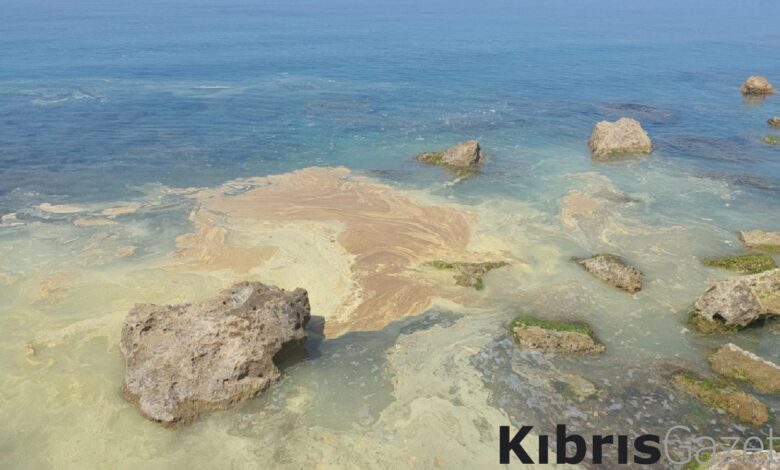İlk rapor açıklandı: Yoğun olarak çam poleni… 7 ilk rapor aciklandi yogun olarak cam poleni RT2y62hx