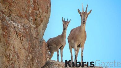 İtalyan adası bölgeyi ele geçiren keçileri sahiplendirmeye çalışıyor 9 italyan adasi bolgeyi ele geciren kecileri sahiplendirmeye calisiyor glj46iQh