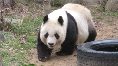 Japonya’nın en yaşlı pandası “Tan Tan” öldü 7 japonyanin en yasli pandasi tan tan oldu Gwkfqxqj