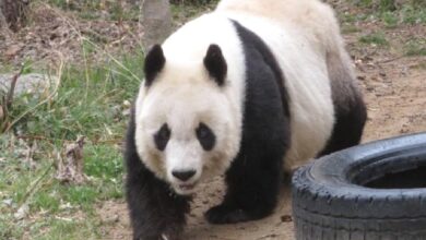 Japonya’nın en yaşlı pandası “Tan Tan” öldü 8 japonyanin en yasli pandasi tan tan oldu We5OqWUS