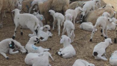 kucukbas hayvanciliginin gelistirilmesi programinda 17 kisiye daha kucukbas dagitilacak CX2xbLhv