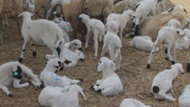 kucukbas hayvanciliginin gelistirilmesi programinda 17 kisiye daha kucukbas dagitilacak GGnQKAVa