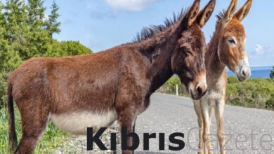 Önce sayım, sonra sahiplendirme 6 once sayim sonra sahiplendirme kraUcy2w