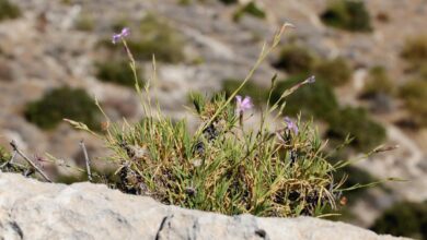 TAE, nesli tükenmekte olan endemik Kıbrıs karanfili ve Medoş lalelerini çoğaltmayı başardı 5 tae nesli tukenmekte olan endemik kibris karanfili ve medos lalelerini cogaltmayi basardi zqwsmgK3