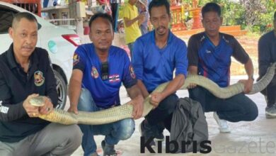 Tayland'da araç kaputundan 16 kiloluk kral kobra çıktı 10 taylandda arac kaputundan 16 kiloluk kral kobra cikti dAal41Jf